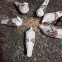 کبوتر|پرنده|بروجرد, |دیوار