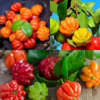 پک درختان تزیینی