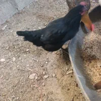 مرغ سیاه