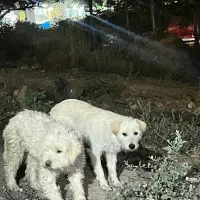 سگ های خونگی پیدا شده