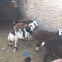 بره ماده بروجردی|حیوانات مزرعه|زاوه, |دیوار