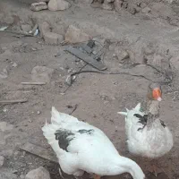 غاز|حیوانات مزرعه|خرم‌آباد, |دیوار