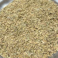 چلتوک برنج نوراباد|حراج|دهدشت, |دیوار