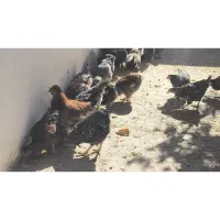 خروس|حیوانات مزرعه|اقلید, |دیوار