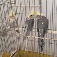 عروس هلندی با تخم و جوجه