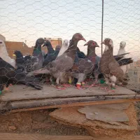 تا کفتر|پرنده|روداب, |دیوار