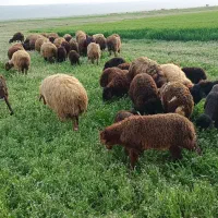 60راس میش بره دار