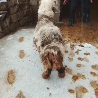 بره|حیوانات مزرعه|اردل, |دیوار