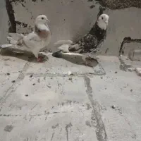 کبوتر|پرنده|قیدار, |دیوار