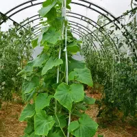 اجاره گلخانه
