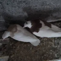 ساده ،طوقی|پرنده|تربت جام, شاد|دیوار