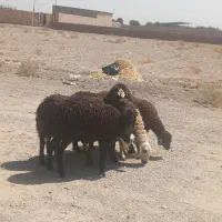 ۴راس بره افشار ماده  چاق مناسب پروار وکشتار|حیوانات مزرعه|نجف‌آباد, حومه نجف آباد|دیوار