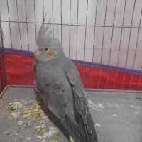 عروس هلندی