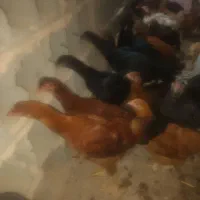 بوقلمون  مرغ وخروس  غاز|حیوانات مزرعه|قزوین, |دیوار