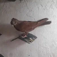 سرخ و کله ای