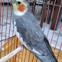 فروش عروس هلندی سخنگو