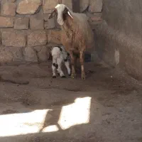 گله کامل فروش|حیوانات مزرعه|اسلام‌‌آباد غرب, |دیوار