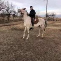 اسب نریان نژاد ترکمن