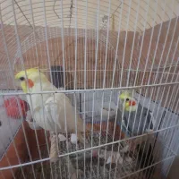یک جفت عروس هلندی سخنگو با قفس