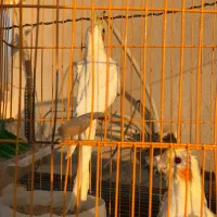 طوطی برزیلی،عروس هلندی مولد،جوان،سرلاکی|پرنده|گلستان (تهران), |دیوار