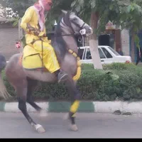 اسب نریون ابرش|اسب و تجهیزات اسب‌سواری|خمینی‌شهر, |دیوار