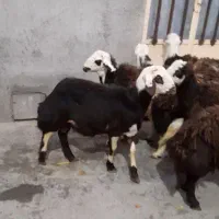 بره قوچهای پلنگی ،کله سفید|حیوانات مزرعه|بروجرد, |دیوار