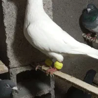 کفتر سفیدنرقلدر