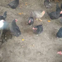 مرغ تخم گذار|حیوانات مزرعه|لنجان, |دیوار