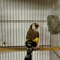 سهره و گلبسر قرص بخون