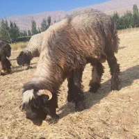 بره نر|حیوانات مزرعه|فارسان, |دیوار