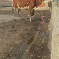 دو عدد تکشیر یکی 2/5ابستن اون یکی تازه زا تکشیر