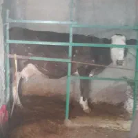 گاو سویسی|حیوانات|سرپل ذهاب, |دیوار