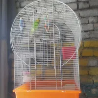یک جفت مرغ عشق با قفس