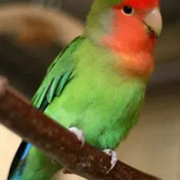 برزیلی میدیم تو چالش