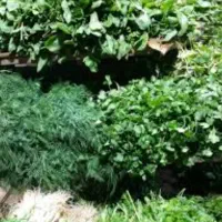 سبزی خورشتی|خوردنی و آشامیدنی|رستمآباد, |دیوار