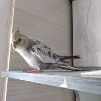 عروس هلندی سخن گو