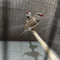 نر و ماده فنچ الماسی شکلاتی|پرنده|اهواز, کوروش|دیوار