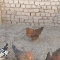 مرغ تخم گذار