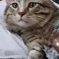 واگذاری گربه رایگان|گربه|تهران, افسریه شمالی|دیوار