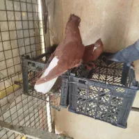 کفتر پرشتی سرخ دم سفید ماده