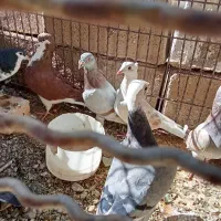 هفت عددکبوترمشتی