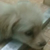 توله پامرشیتزو|سگ|پاکدشت, پارچین|دیوار