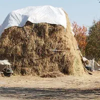 علوفه و یونجه