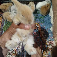 خرگوش لوپ|موش و خرگوش|زاهدان, |دیوار