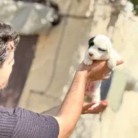 سگ پاکوتاه|سگ|پاکدشت, پاکدشت (مامازند)|دیوار