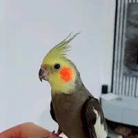 عروس هلندی مولد‌‌ ‌