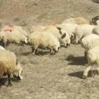 گوسفند قربانی