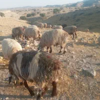 36 راس میش ترکی آبستن و بره دار