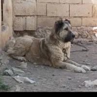 واگذاری سرابی|سگ|تهران, قلمستان|دیوار