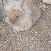 خرگوش لوپ|موش و خرگوش|چناران, |دیوار